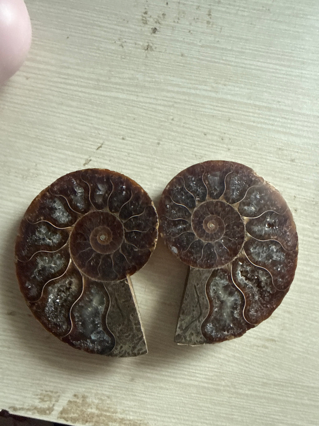 Ammonite Pair (>65 millions year old)