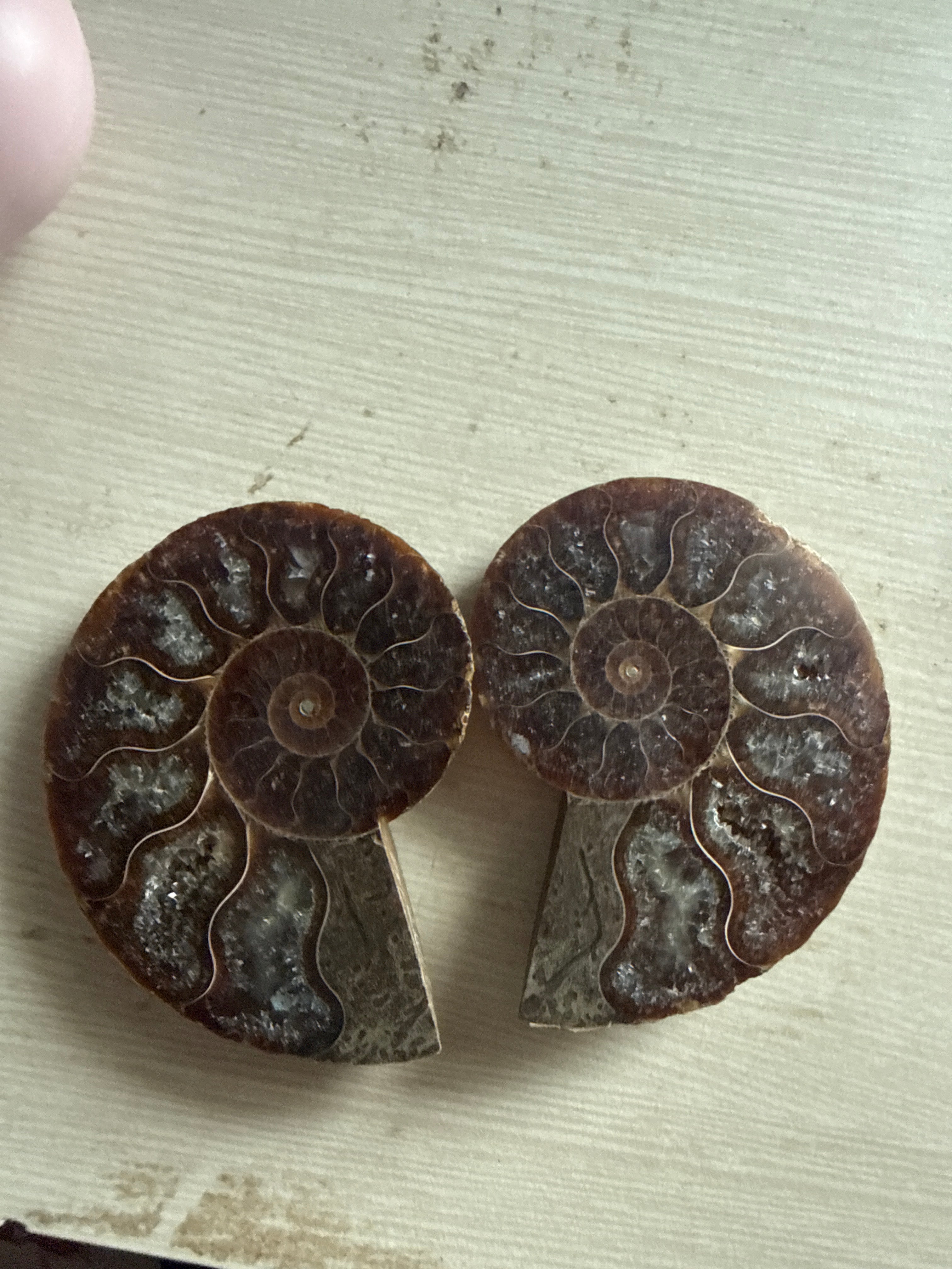 Ammonite Pair (>65 millions year old)