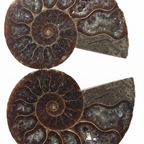 Ammonite Pair (>65 millions year old)