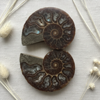 Ammonite Pair (>65 millions year old)