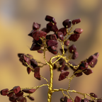 Red Jasper Crystal Tree macro close-up of gemstone chips and gold wire