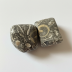 Turritella Agate (1 pc)