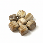 Petrified Wood Tumble (1 pc)