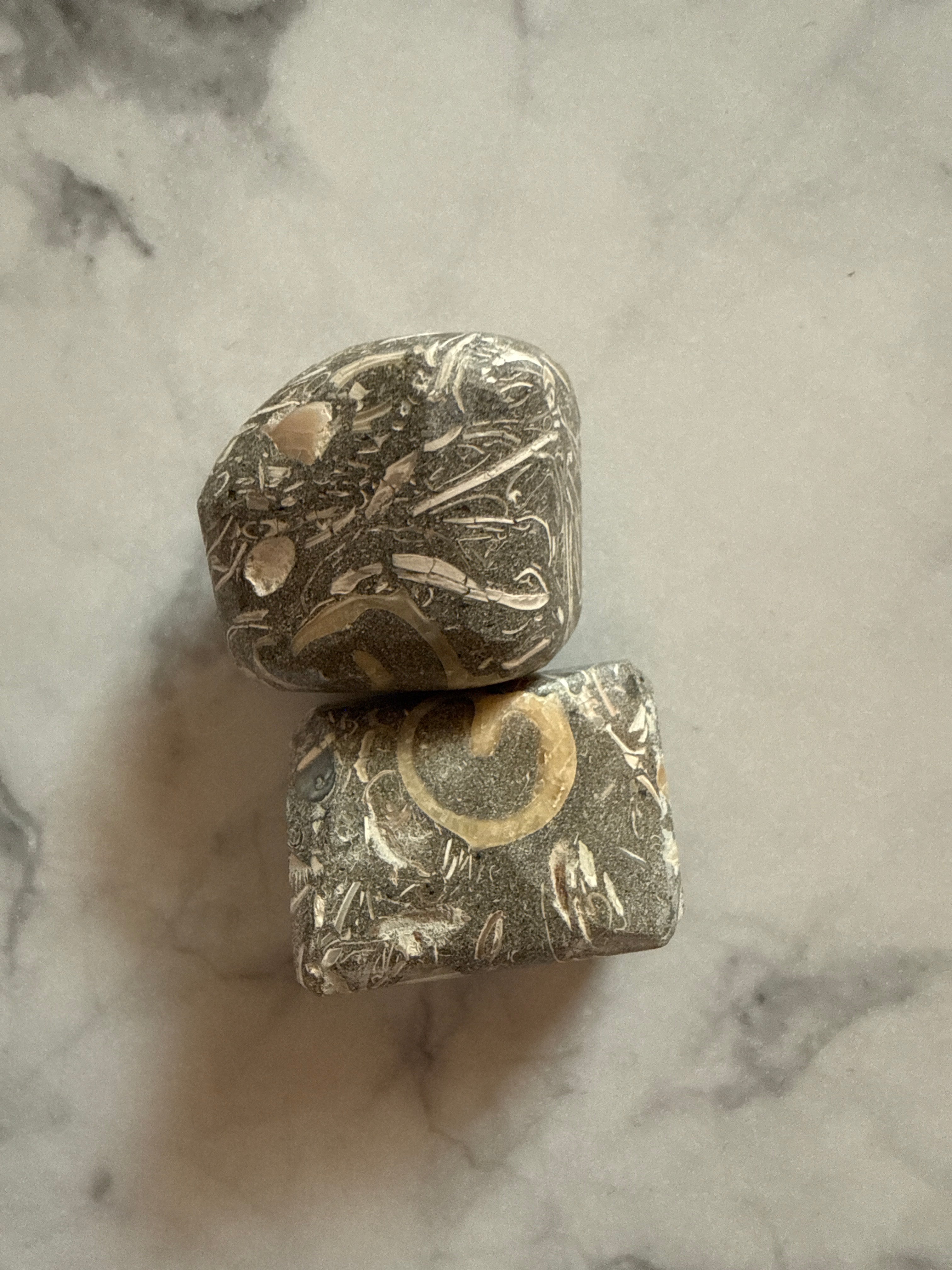 Turritella Agate (1 pc)