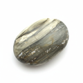 Petrified Wood Oval White Background