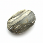 Petrified Wood Oval White Background