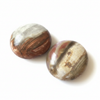 Petrified Wood Palm Stone White Background